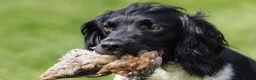 English Springer Spaniel dogs for stud: Heavily marked B&W FULLY HEALTH TESTED ESS in Leyburn - Advert 5
