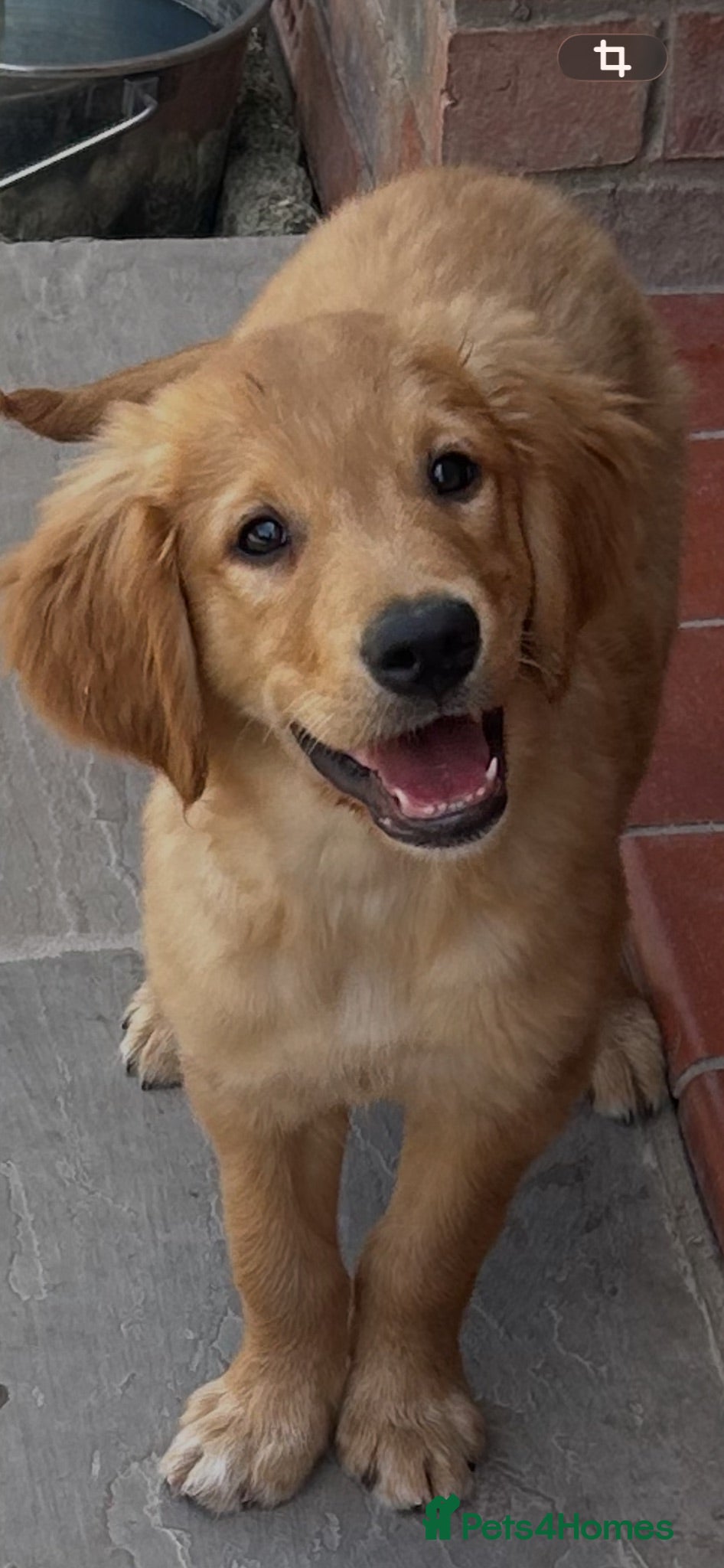 Golden Retriever dogs Quality KC Registered Golden Retriever Puppies - Advert 2