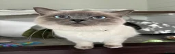 Ragdoll cats for sale: Rocket the Ragdoll in Southport - Advert 5