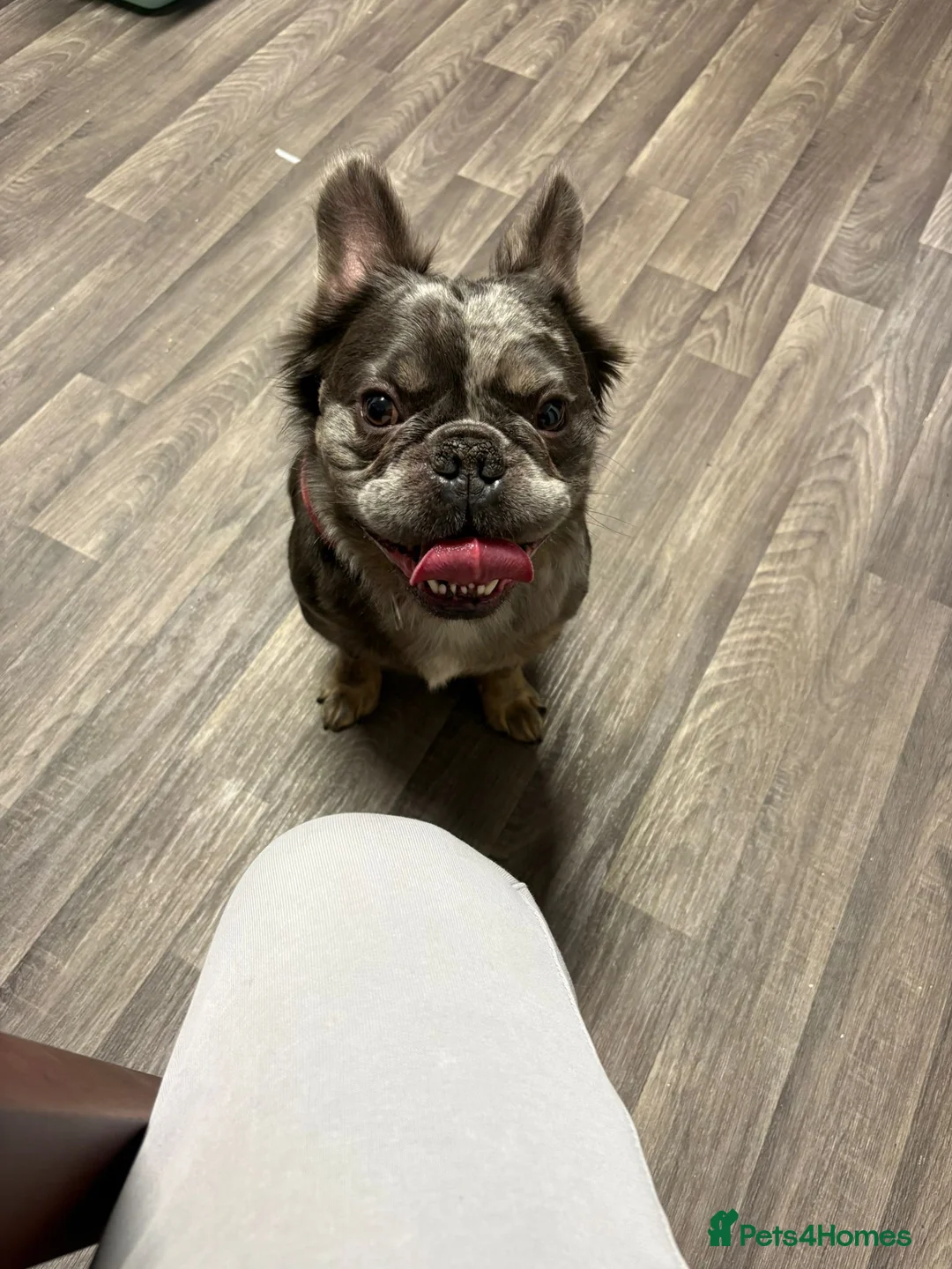 French Bulldog dogs for sale: Frenchie (fluffy)  in Manchester - Advert 1