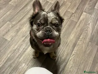 French Bulldog dogs Frenchie (fluffy) in Manchester - Advert 1