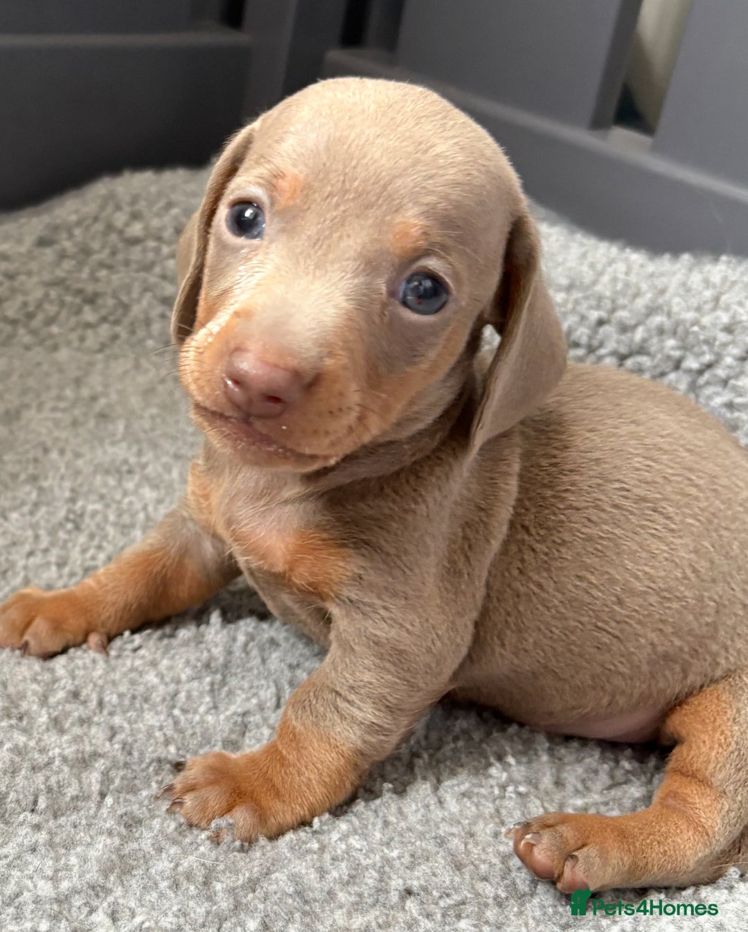 Miniature Dachshund dogs for sale: Beautiful teeny tiny Isabella mini dachshunds  - Image 16