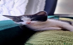 Domestic Shorthair cats for sale: Kittens for sale  - Image 4