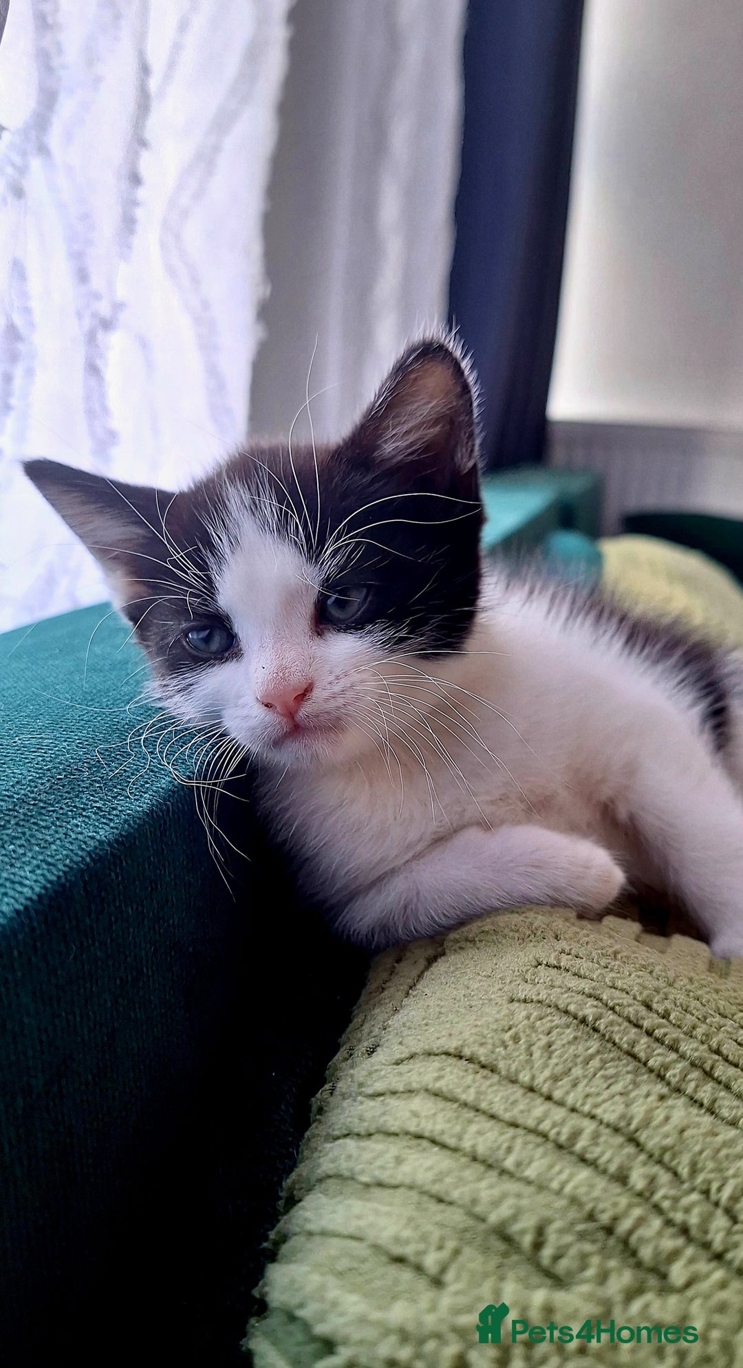Domestic Shorthair cats for sale: Kittens for sale  - Image 4
