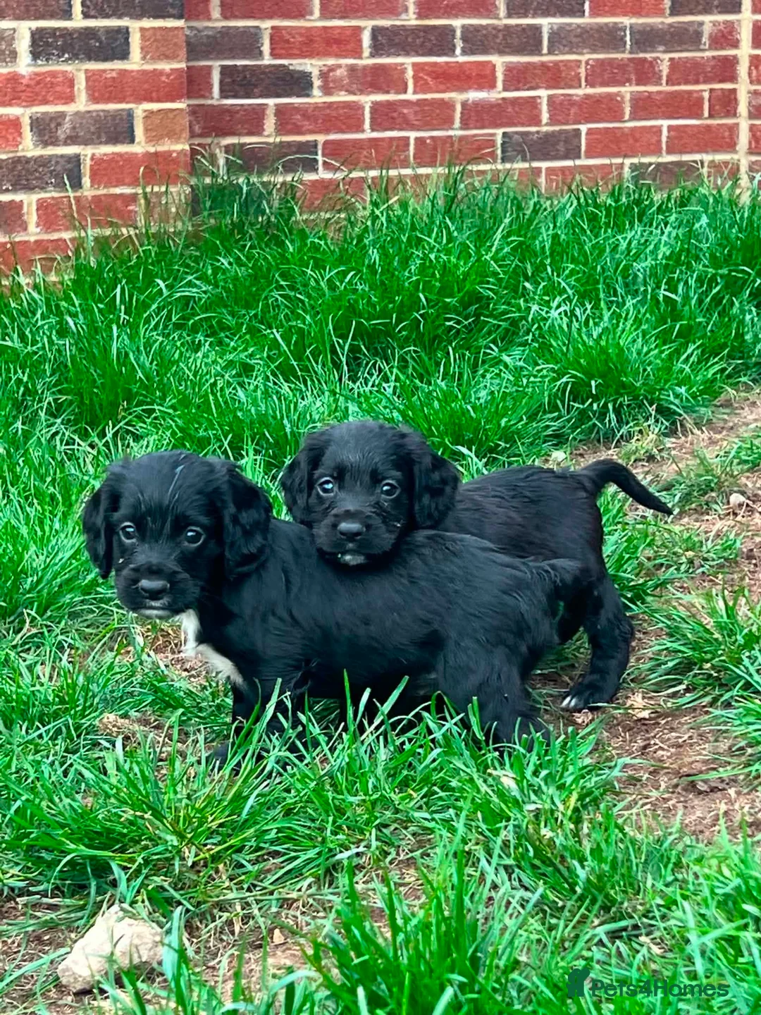 Cocker Spaniel dogs for sale: 4 beautiful cocker spaniel puppys 🤩 - Advert 1