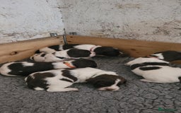 English Springer Spaniel dogs for sale: KC Working English Springer Spaniel puppies  - Image 18