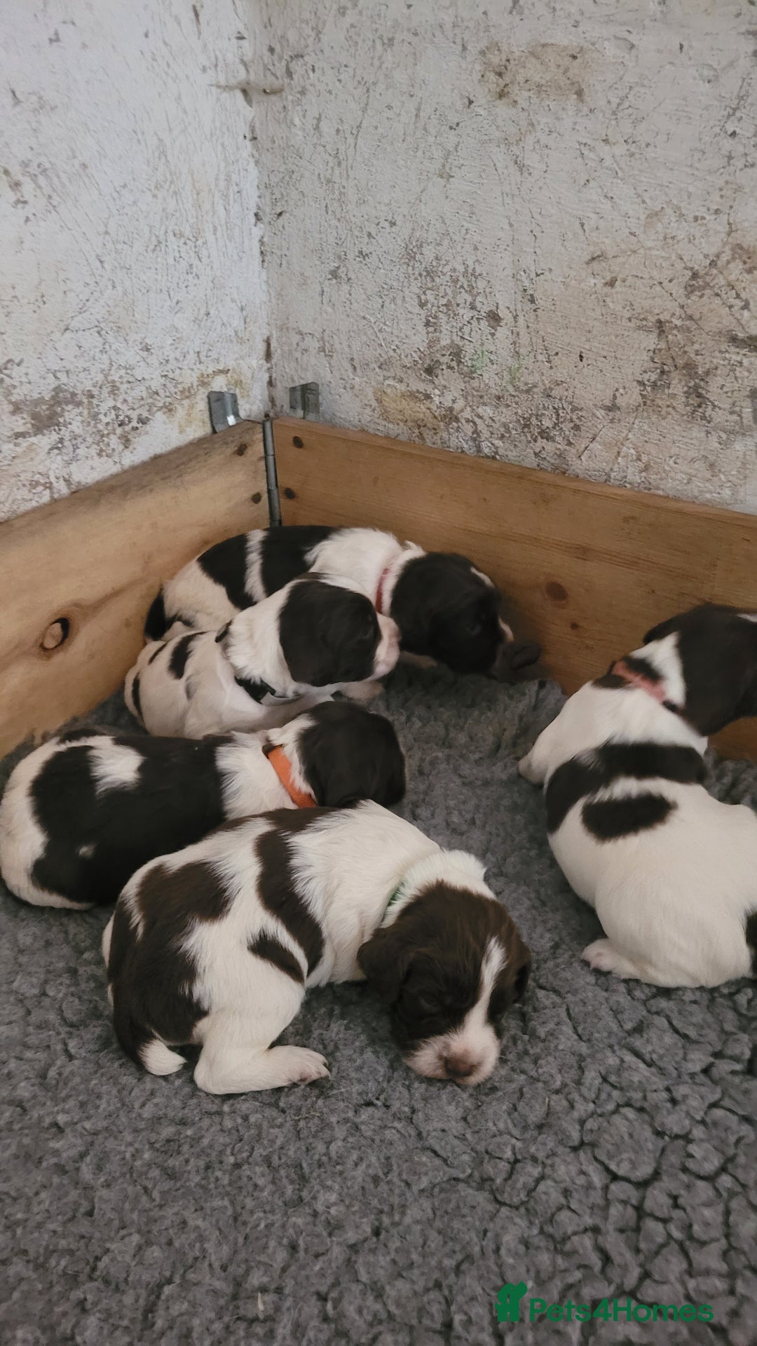 English Springer Spaniel dogs for sale: KC Working English Springer Spaniel puppies  - Image 18