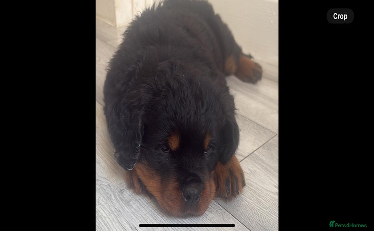 Rottweiler dogs - Advert 1