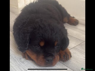 Rottweiler dogs - Advert 4