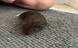 Guinea Pig rodents for sale: Guinea pigs for sale  - Image 12