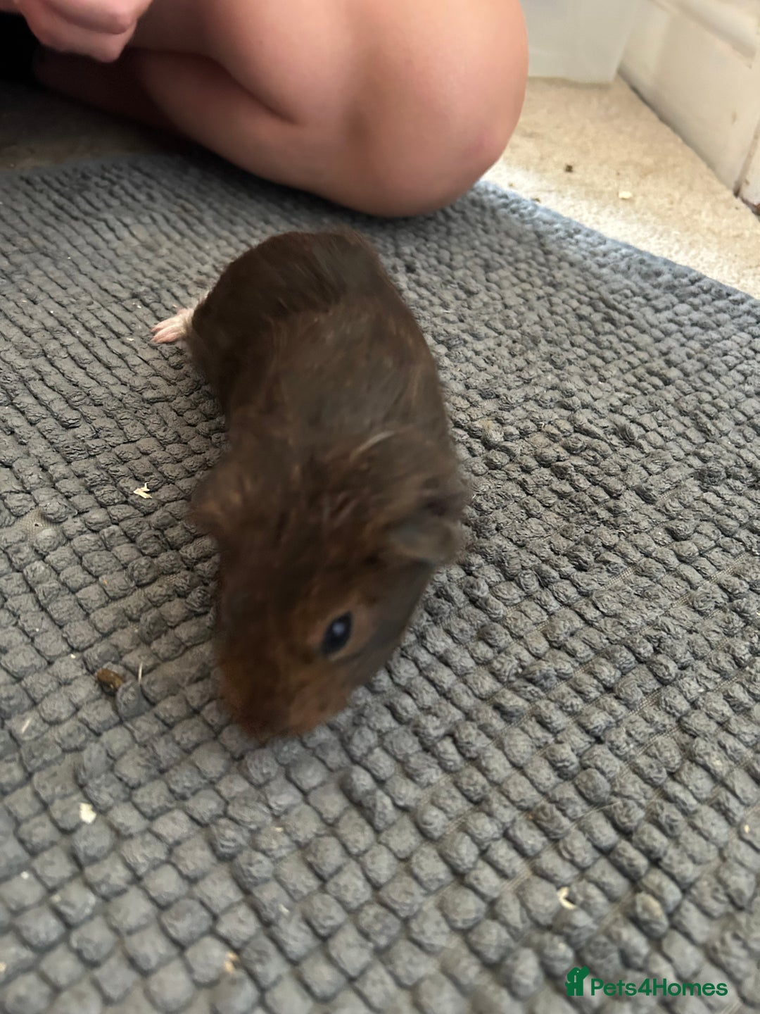 Guinea Pig rodents for sale: Guinea pigs for sale  - Image 12