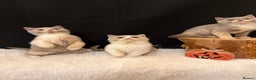 British Shorthair cats for sale: 😽Full Pedigree Registered BSH🌷Trusted Breeder - Advert 6
