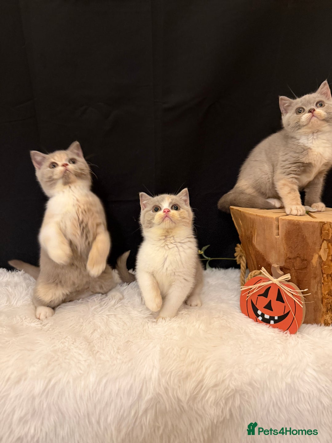 British Shorthair cats for sale: 😽Full Pedigree Registered BSH🌷Trusted Breeder - Advert 6