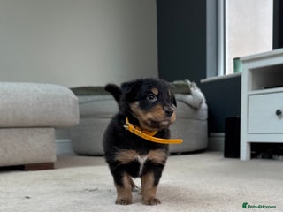 Welsh Collie dogs - Advert 1