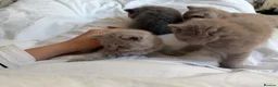 British Shorthair cats for sale: Beautiful British Shorthair blue&lilac Kittens - Advert 16
