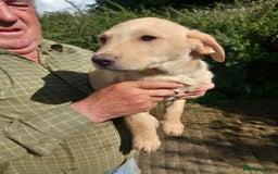 Labrador Retriever dogs for sale: 3 gorgeous yellow lab pups  - Image 5