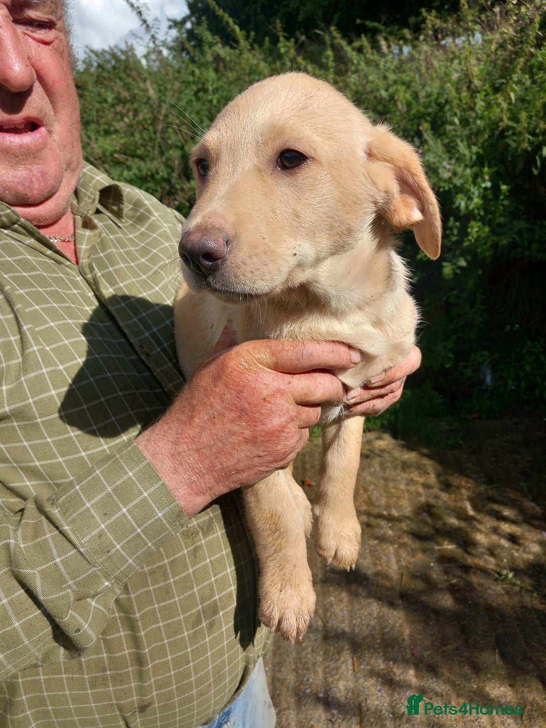 Labrador Retriever dogs for sale: 3 gorgeous yellow lab pups  - Image 5