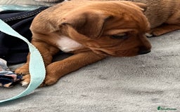 Mixed Breed dogs for sale: Jack Russell boys - Image 2