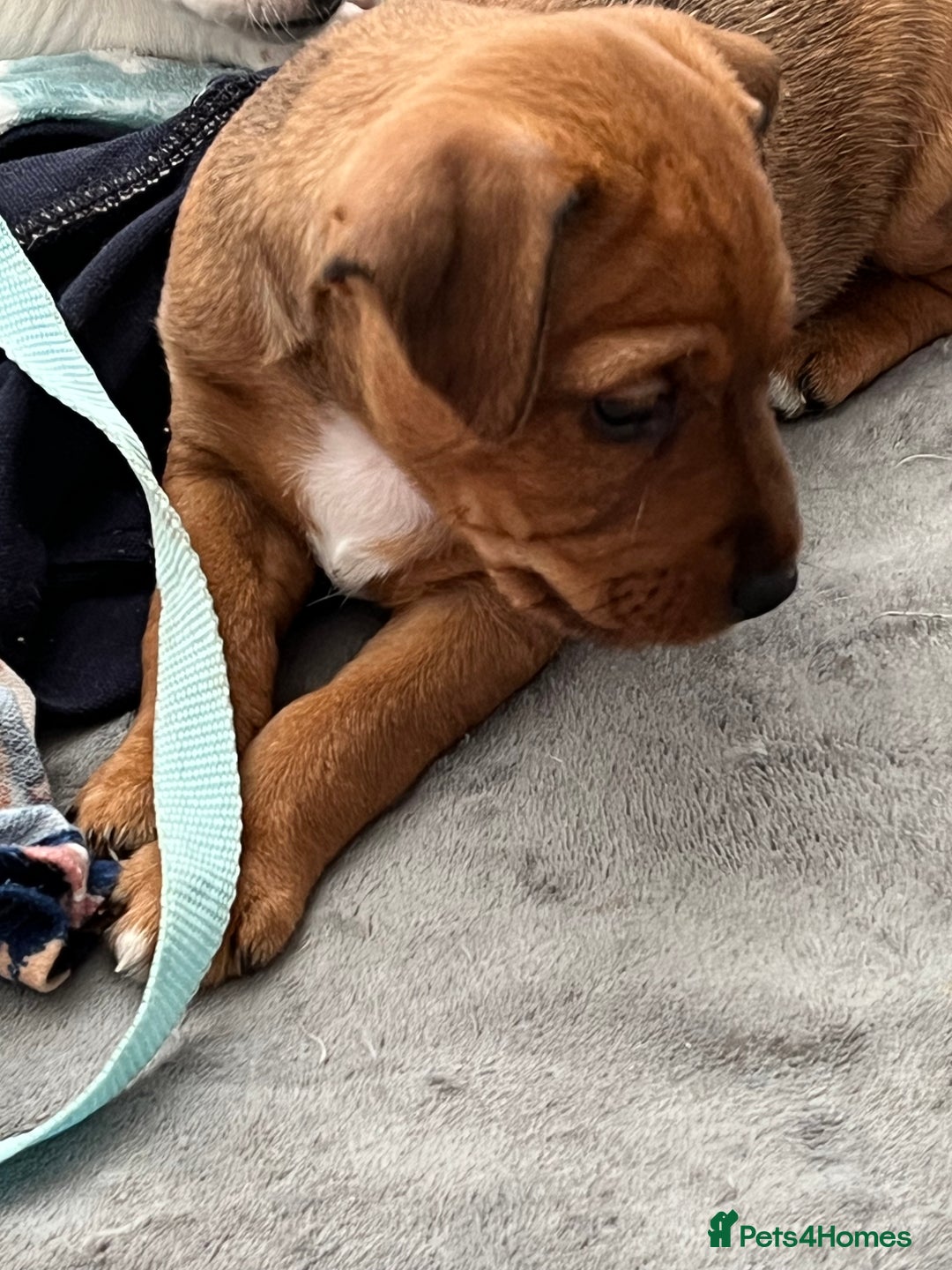 Mixed Breed dogs for sale: Jack Russell boys - Image 2