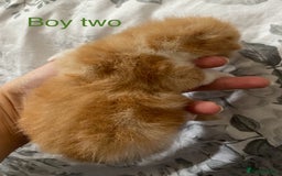 British Shorthair cats for sale: Rare red girls and red boys very docile  - Image 6