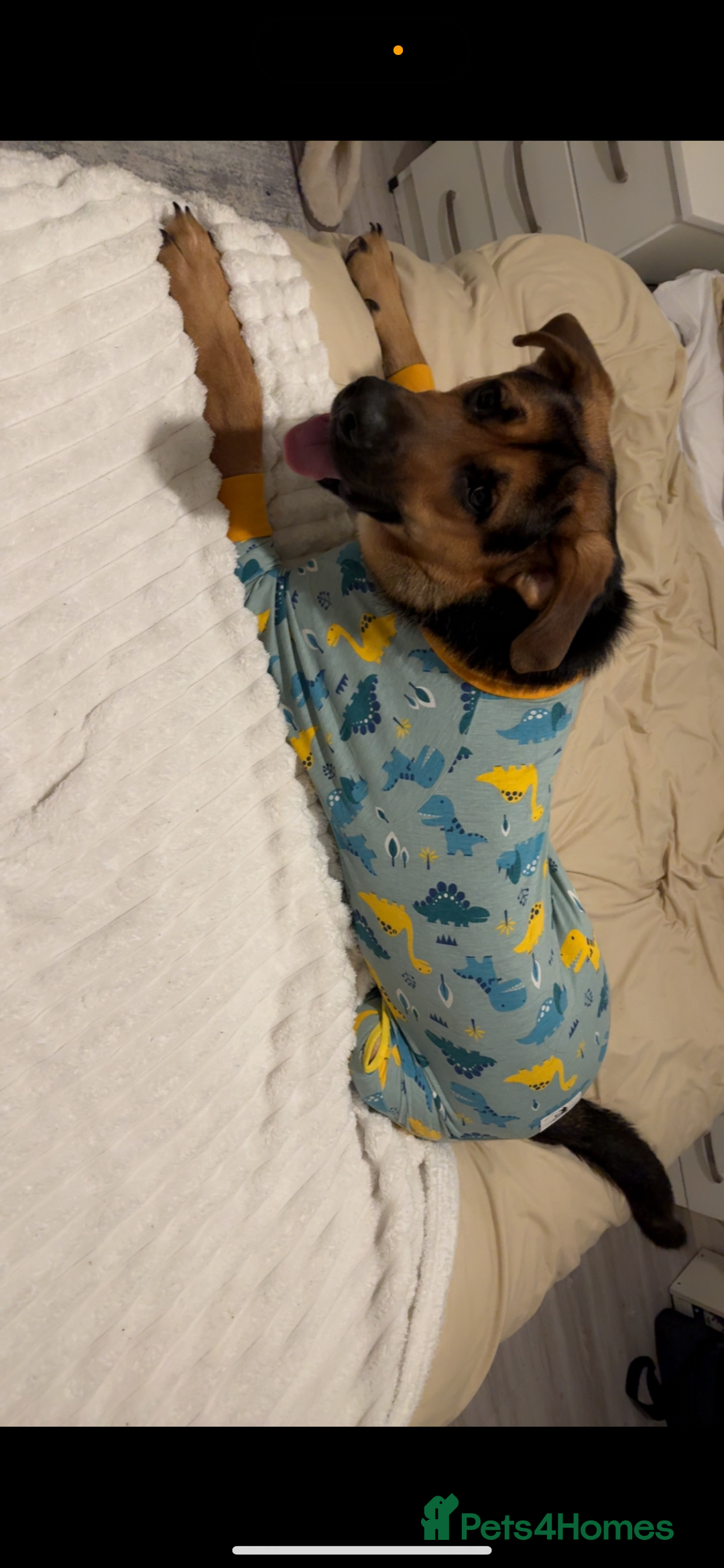 Mixed Breed dogs for sale: Archie - Image 3
