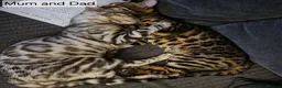 Bengal cats for sale: 🐆 Stunning Bengal Kittens – Gorgeous Rosettes - Advert 4