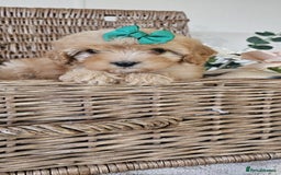 Cavapoo dogs for sale: Cavapoo puppies please call 07907327738 - Image 5
