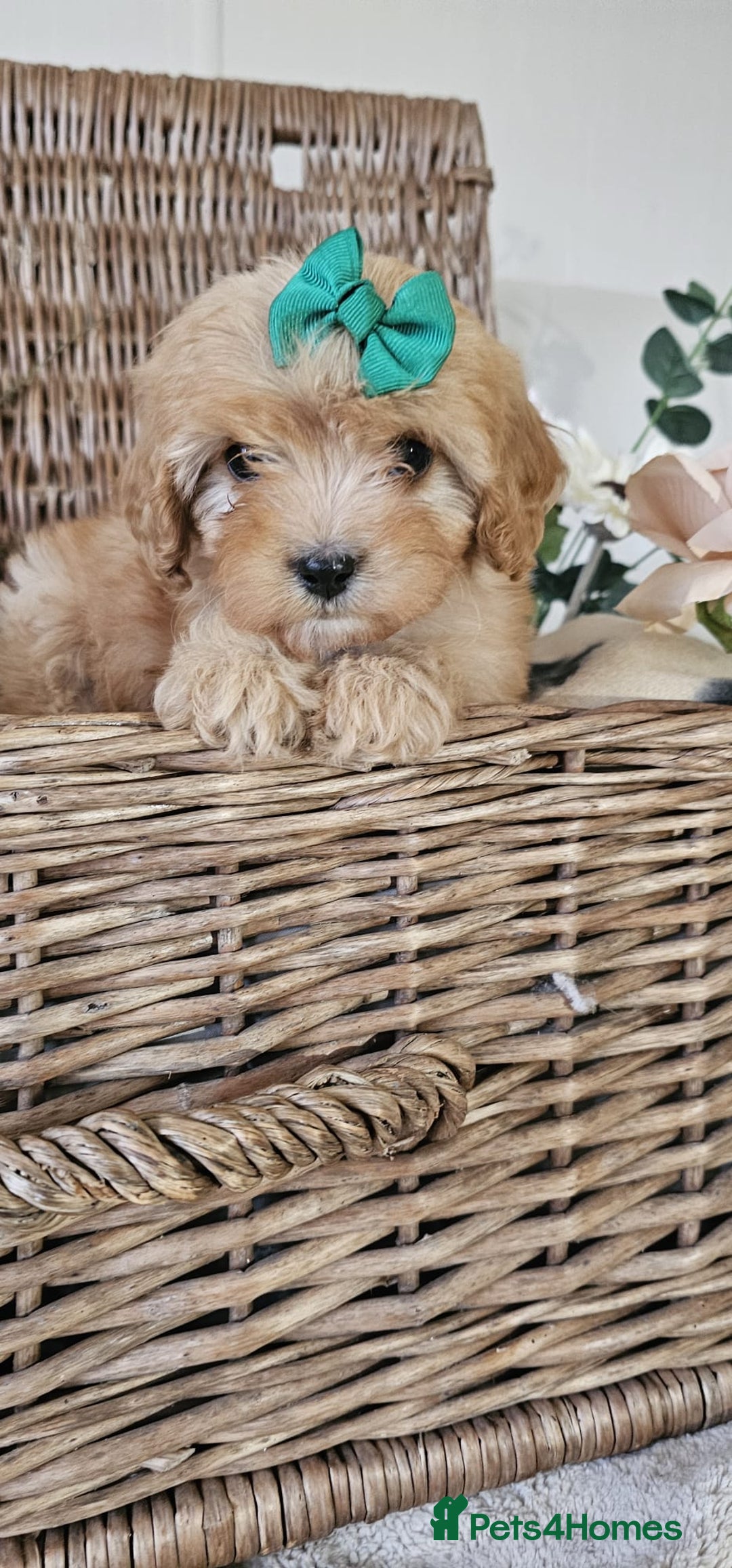 Cavapoo dogs for sale: Cavapoo puppies please call 07907327738 - Image 5