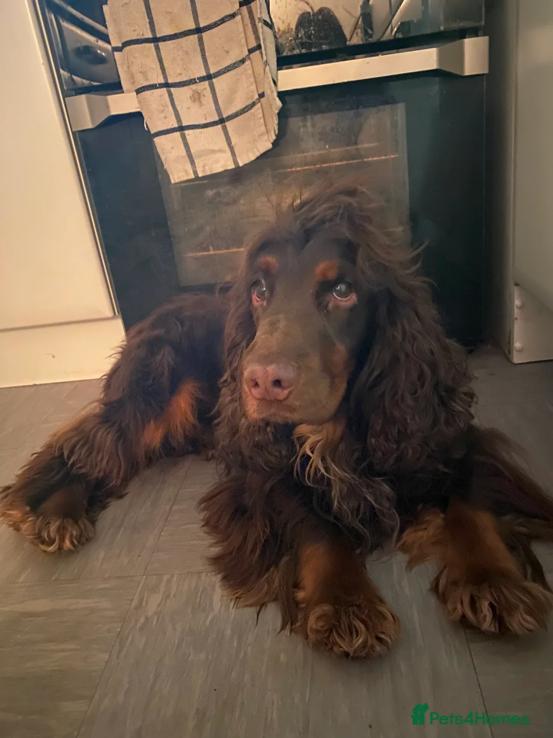 Sprocker dogs for stud: PROVEN SPROCKER SPANIEL - Advert 13