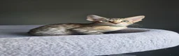 Savannah cats for sale: F8 SBT savannah kittens- TICA registered Ready Now - Advert 10