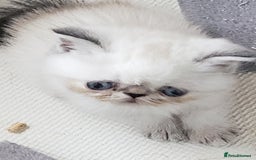 Exotic cats for sale: Fabulous  Colour Point Babies  - Image 7