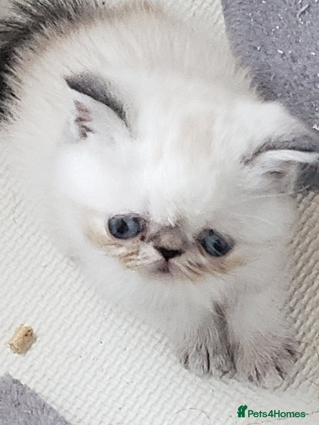 Exotic cats for sale: Fabulous  Colour Point Babies  - Image 7