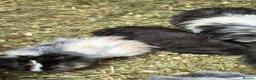 Guinea Pig rodents for sale: Mixed baby guinea pigs for sale - Advert 2
