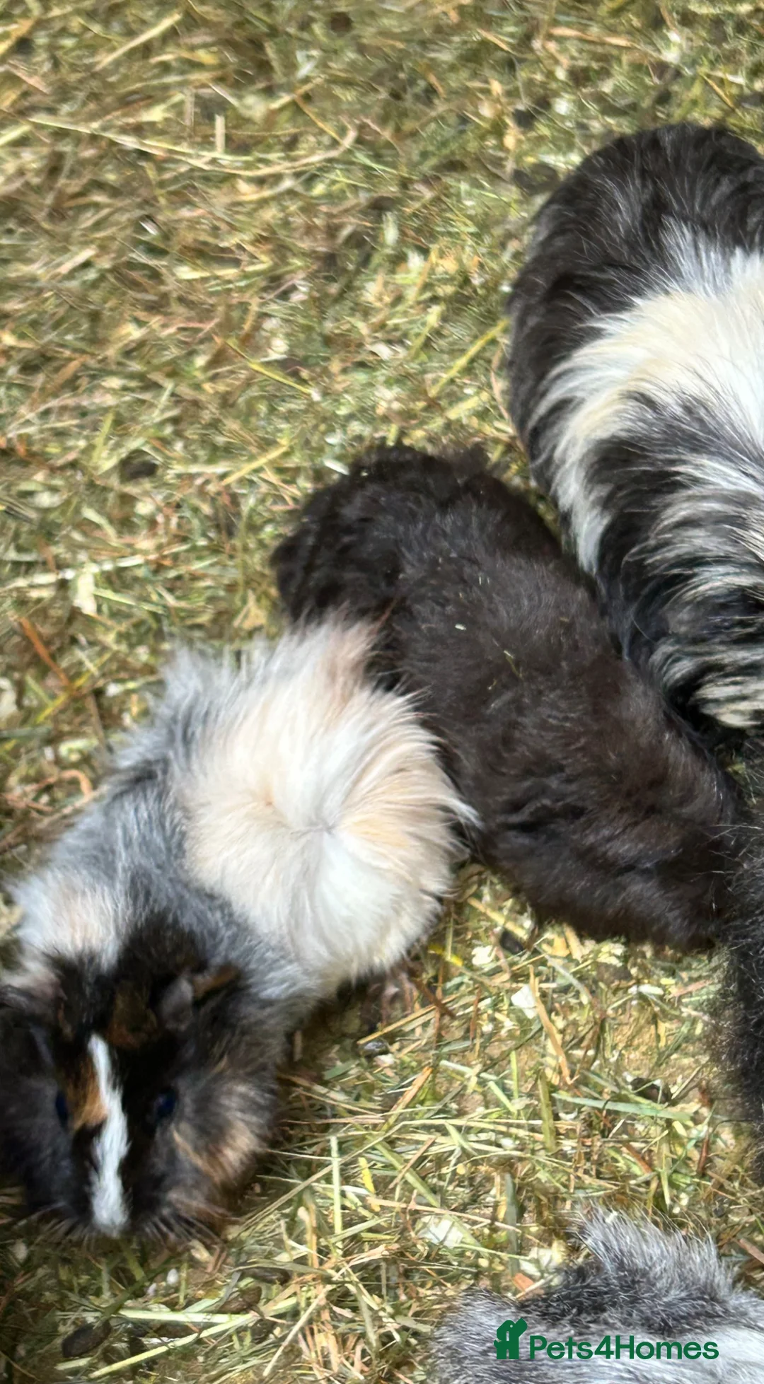 Guinea Pig rodents for sale: Mixed baby guinea pigs for sale - Advert 2