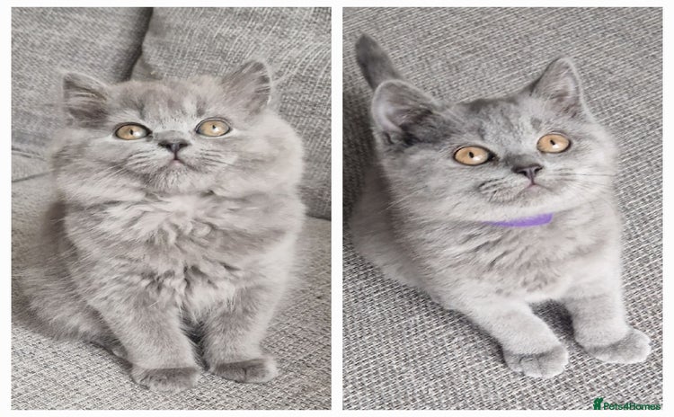 British Shorthair cats - Advert 1