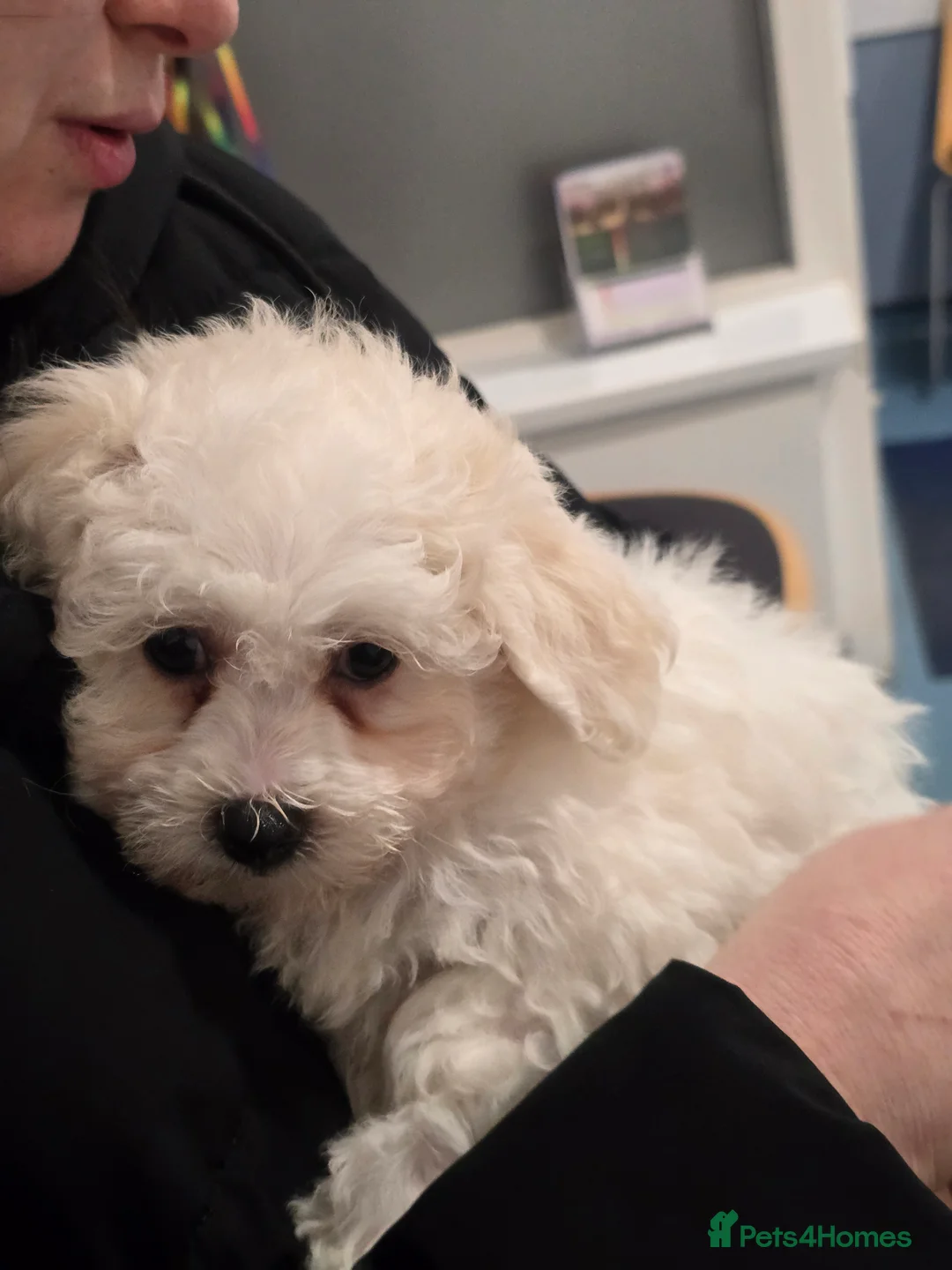 Bichon Frise dogs for sale: Bichon frise - Advert 11