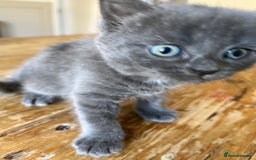 Mixed Breed cats for sale: Little black female kittens!  - Image 5