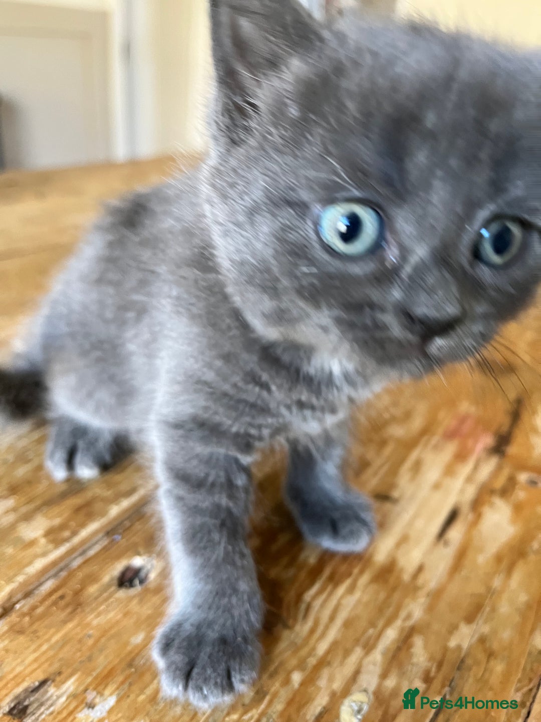 Mixed Breed cats for sale: Little black female kittens!  - Image 5