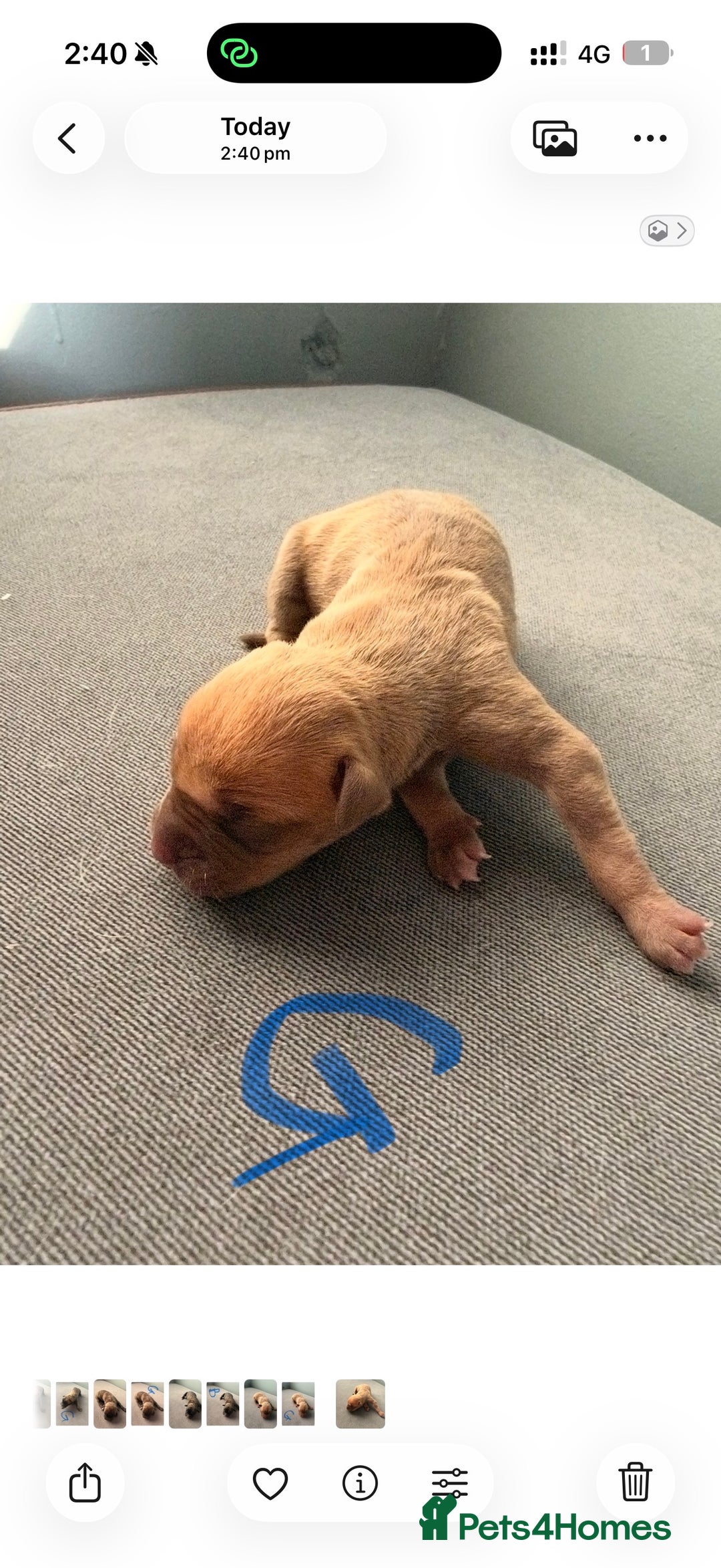 Presa Canario dogs for sale: Press canario pups  - Advert 5