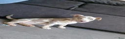 Jack Russell dogs for sale: Merle jack russels - Advert 4