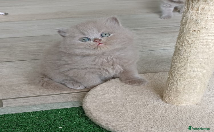 British Shorthair cats - Advert 12