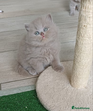 British Shorthair cats - Advert 3