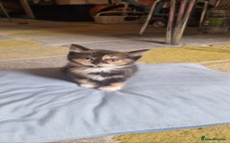Mixed Breed cats for sale: 4 little kittens(1 taby boy+3 calico girls)  - Image 8
