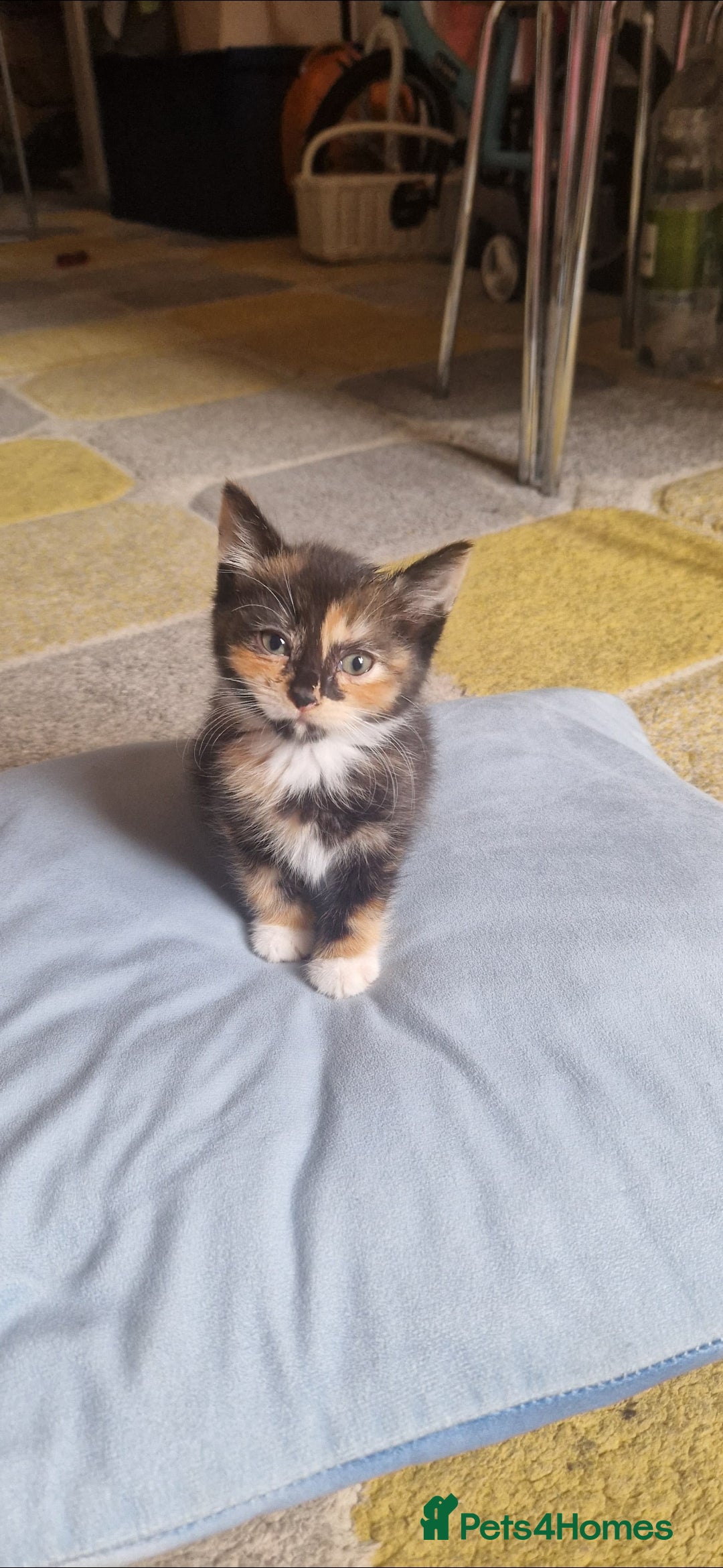 Mixed Breed cats for sale: 4 little kittens(1 taby boy+3 calico girls)  - Image 8