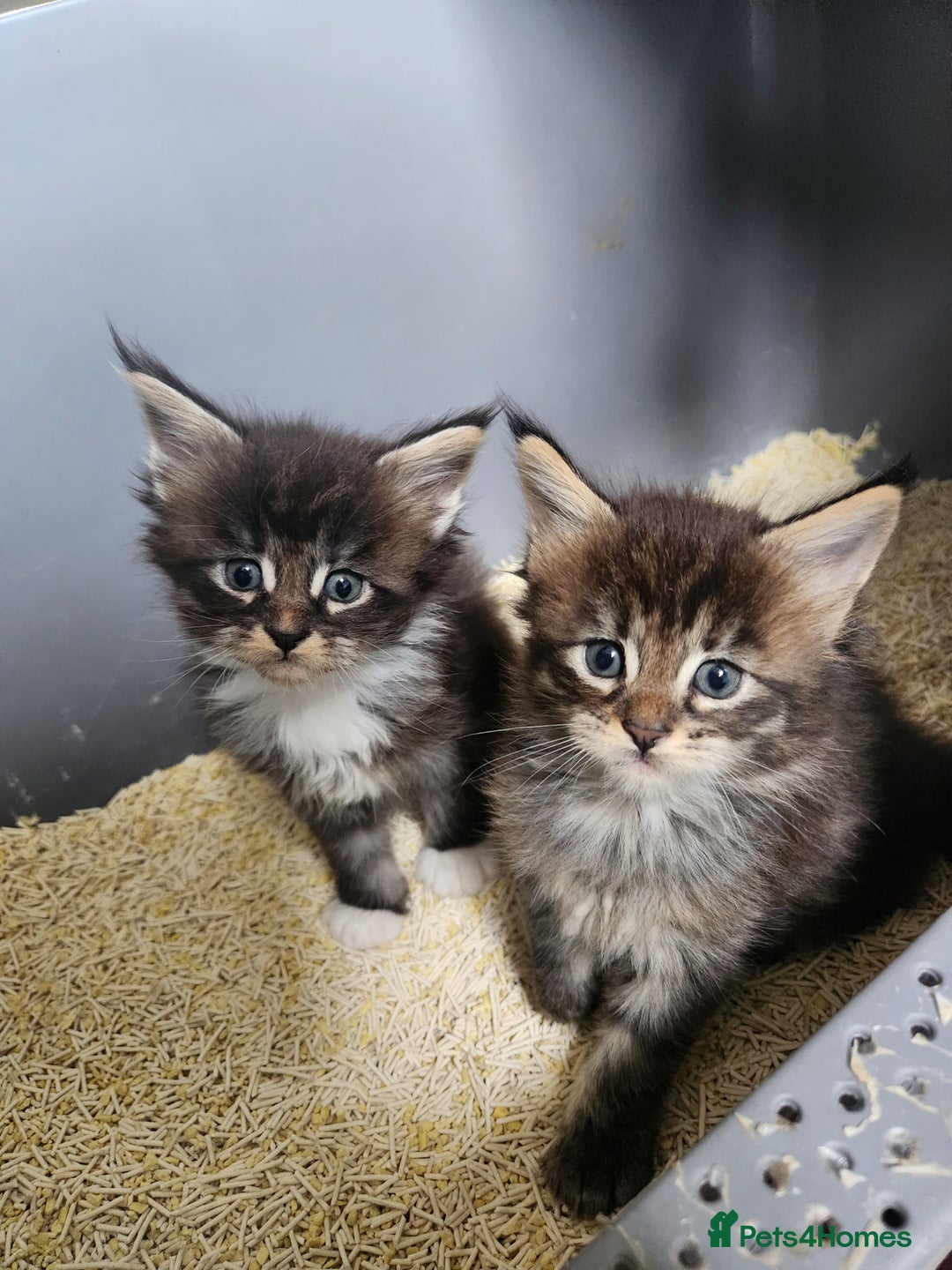 Maine Coon cats for sale: Maine coon kittens full papers  - Image 4