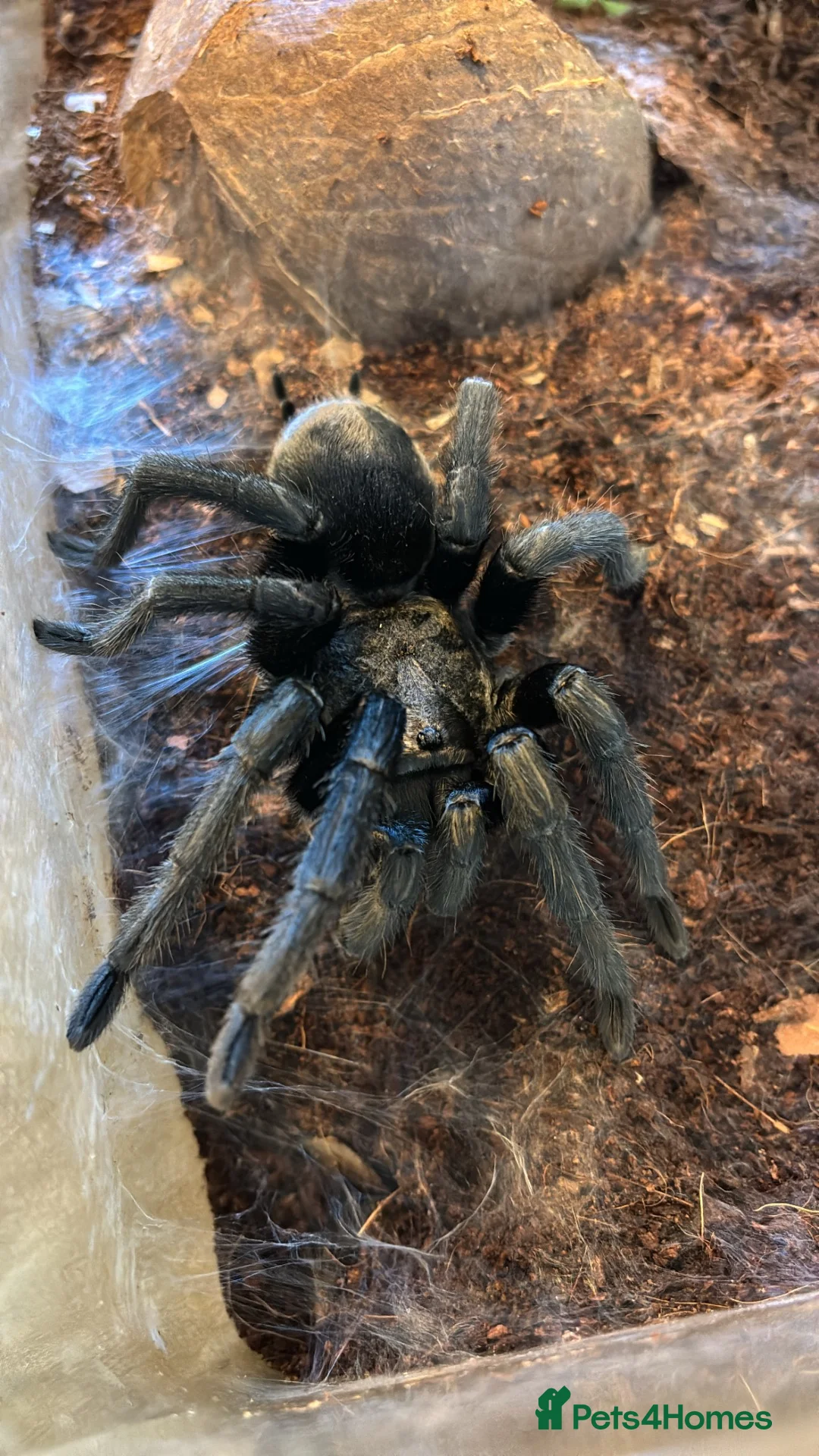 Tarantulas invertebrates for sale: Brazilian Black Tarantula for sale in Gosport - Advert 2