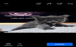 Maine Coon cats for sale: Maine Coons FluffyPaws.Uk  - Image 19