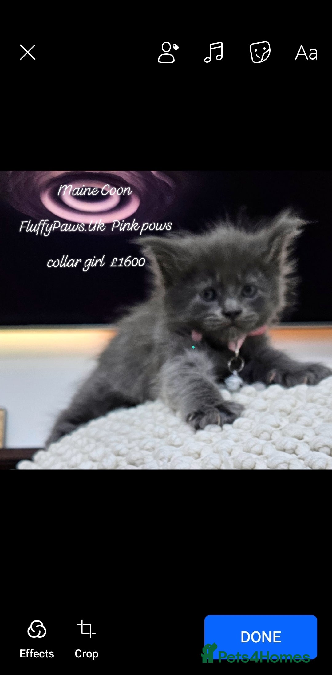 Maine Coon cats for sale: Maine Coons FluffyPaws.Uk  - Image 19
