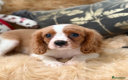 Cavalier King Charles Spaniel dogs for sale: Stunning Cavalier King Charles Spaniel Puppies  in Stafford - Image 23
