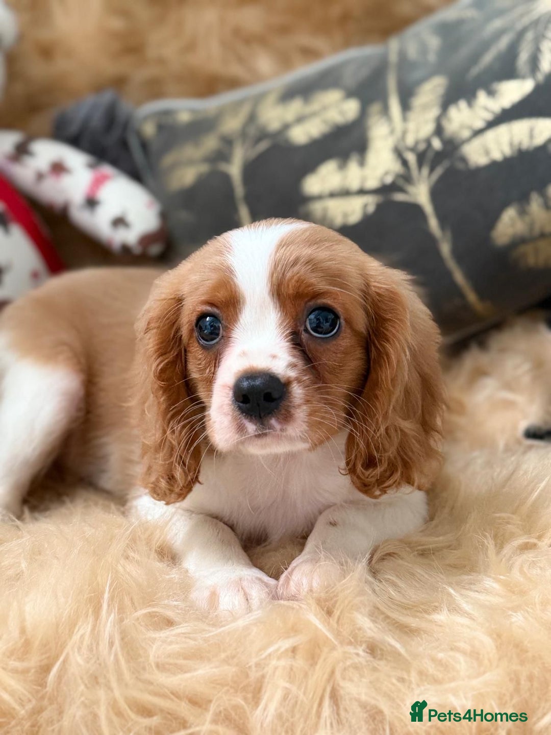Cavalier King Charles Spaniel dogs for sale: Stunning Cavalier King Charles Spaniel Puppies  in Stafford - Image 23